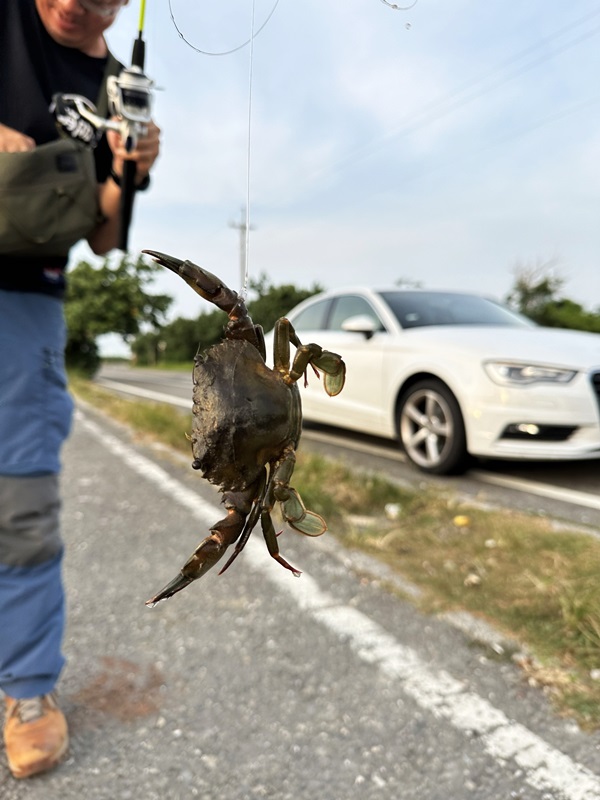 圖 將軍青鯤鯓 釣螃蟹初體驗